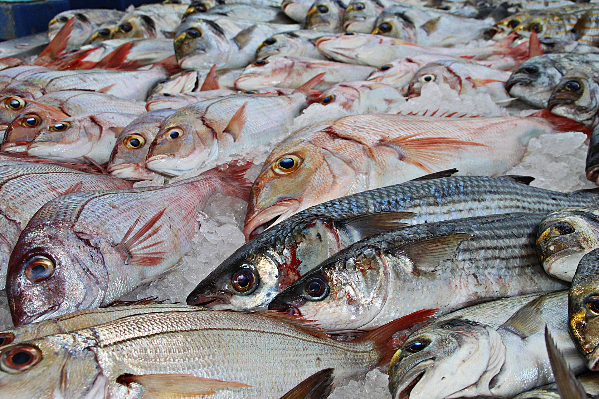 黒メバルとは 高級魚なの 値段や美味しい食べ方も調査 有給の使い方