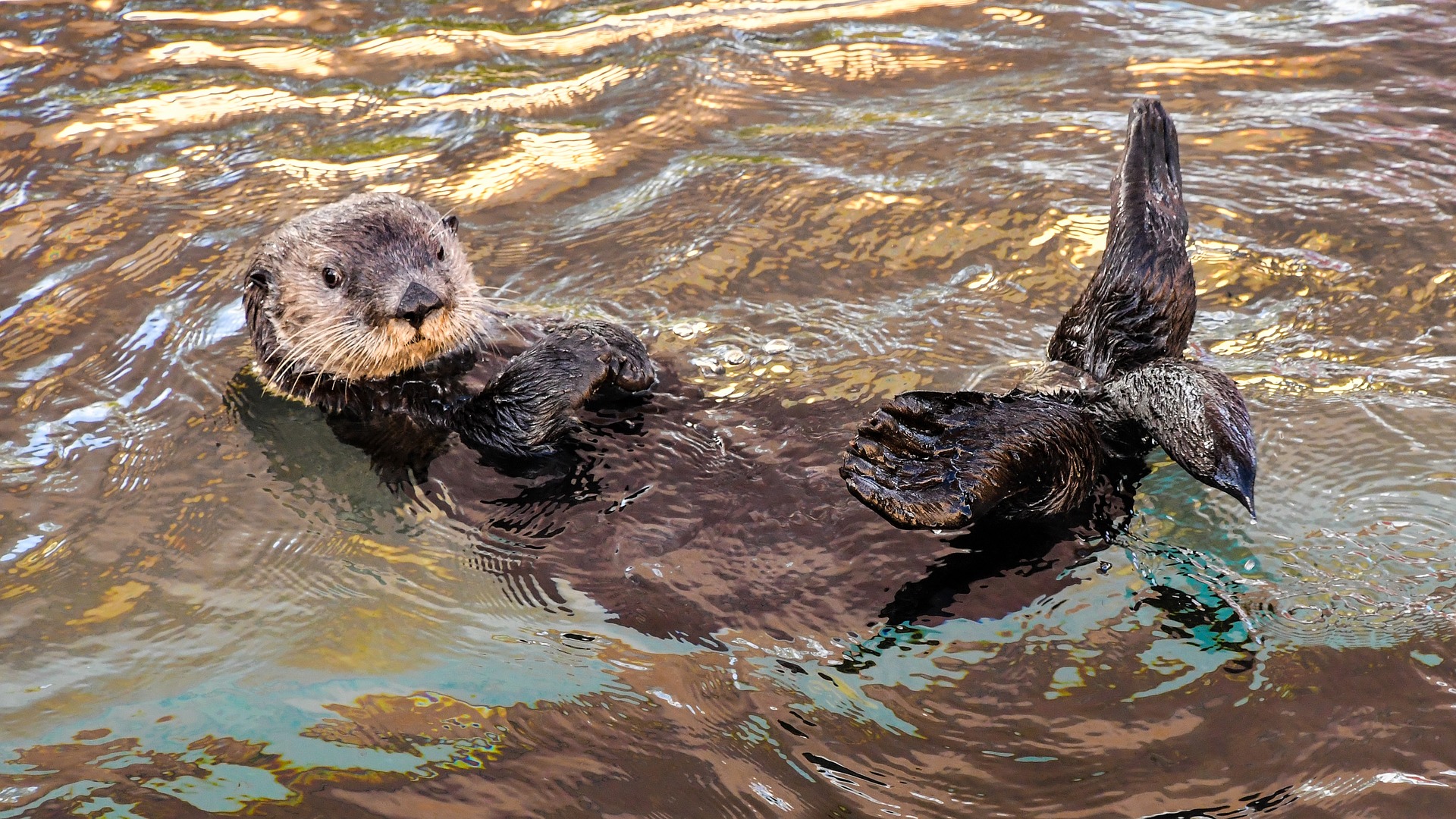 ラッコが水族館からいなくなる 絶滅危惧種となった原因や対策 日本でのラッコの生息地や生息数は 北海道にラッコツアーはある 有給の使い方