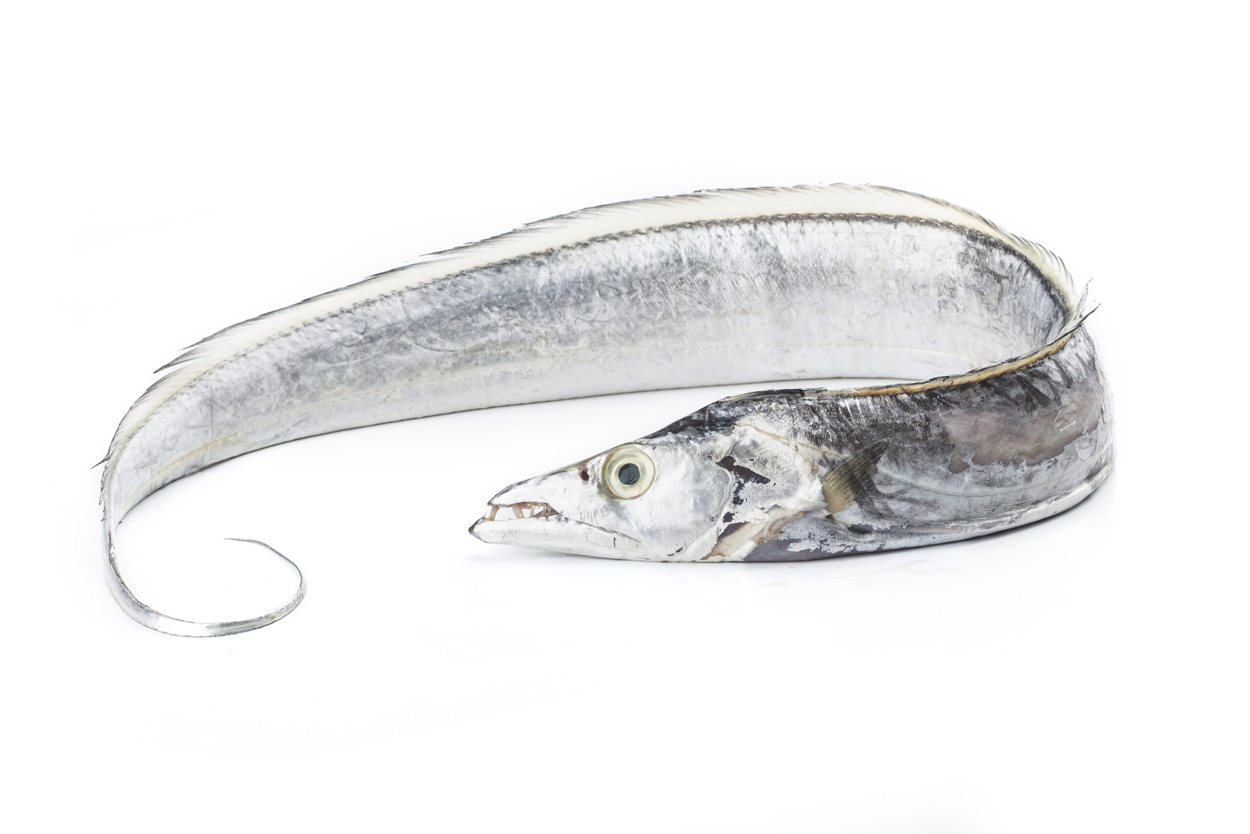 太刀魚が釣れる時期はいつ 絶品と有名 和歌山紀伊水道の太刀魚の旬の時期は 刺身の味やアニサキスなど寄生虫の心配は 太刀魚の値段はスーパーではどのくらいするのかも調査 有給の使い方